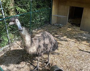 Guest house 632208 - Holiday property Zeeuws-Vlaanderen - VZ456 Vakantiechalet Ossenisse