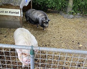 Guest house 632208 - Holiday property Zeeuws-Vlaanderen - VZ456 Vakantiechalet Ossenisse