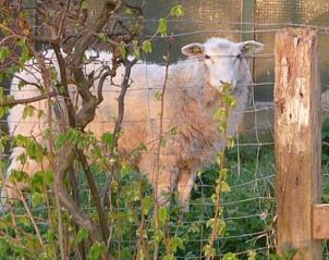 Guest house 632610 - Holiday property Zeeuws-Vlaanderen - Vakantiehuisje in Zuidzande