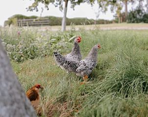 Guest house 632611 - Holiday property Zeeuws-Vlaanderen - Huisje in Zuidzande