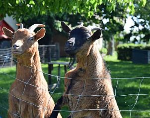 Guest house 640503 - Holiday property Zuid-Beveland - Vakantiehuis in 's-Heerenhoek