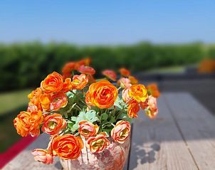 Bloemen op het terras van Vakantiehuis Waterresort Oosterschelde huisnr. 51 in Wemeldinge, met een zonnig uitzicht op de omgeving.