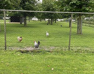 Uitzicht op de omgeving van VZ900 Vakantiechalet in Baarland, met veel groen in Zuid-Beveland, Zeeland.