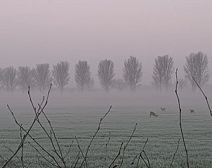 Mooie ochtendmist met reen bij Vakantiehuisje in Wolphaartsdijk, Zuid-Beveland, ideaal voor natuurliefhebbers.