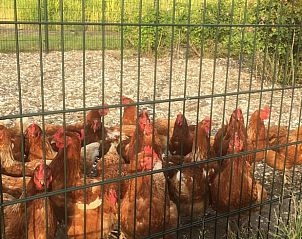 Guest house 642203 - Holiday property Zuid-Beveland - Vakantiehuisje in Borssele