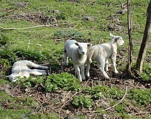 Unterkunft 642502 - Appartement Zuid-Beveland - Appartement Wohnung met terras