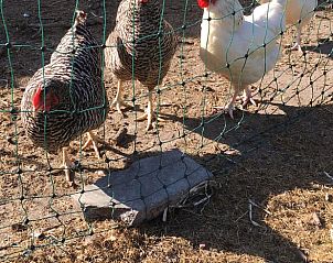 Unterkunft 642902 - Ferienhaus Zuid-Beveland - Huisje in Lewedorp