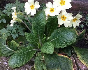 Unterkunft 642902 - Ferienhaus Zuid-Beveland - Huisje in Lewedorp