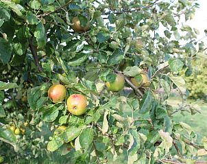 Guest house 642903 - Holiday property Zuid-Beveland - Huisje in Lewedorp