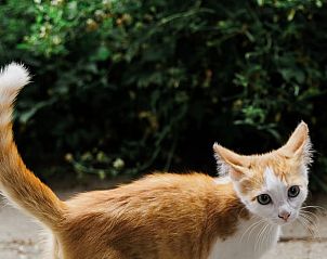 Kat in de tuin van Vakantiehuisje in Lewedorp, Zuid-Beveland.