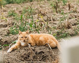 Kat ontspant in de tuin van Vakantiehuisje in Lewedorp, Zuid-Beveland.