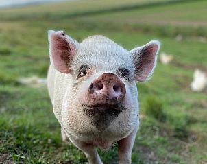 Guest house 642906 - Holiday property Zuid-Beveland - Vakantiehuis in Lewedorp