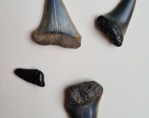 Guest house 642906 - Holiday property Zuid-Beveland - Vakantiehuis in Lewedorp