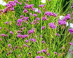 Verblijf 642908 - Vakantiewoning Zuid-Beveland - Vakantiehuisje in Lewedorp