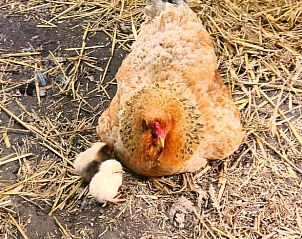 Verblijf 642908 - Vakantiewoning Zuid-Beveland - Vakantiehuisje in Lewedorp