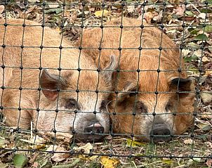 Verblijf 642908 - Vakantiewoning Zuid-Beveland - Vakantiehuisje in Lewedorp