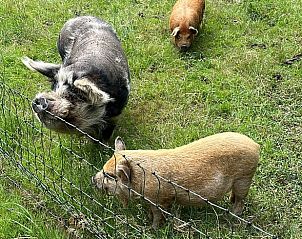 Verblijf 642908 - Vakantiewoning Zuid-Beveland - Vakantiehuisje in Lewedorp