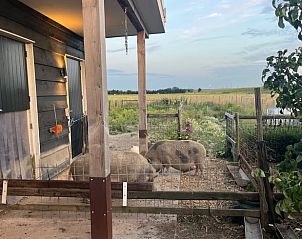Veranda met uitzicht op dieren bij Vakantiehuis in Lewedorp, natuurbeleving in Zuid-Beveland, Zeeland.