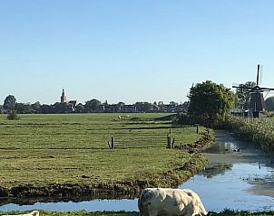 Landelijk uitzicht met koeien bij Vakantiehuisje in Streefkerk, typisch Alblasserwaard.