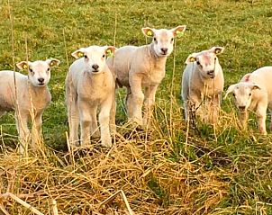 Schattige lammetjes in de omgeving van Huisje in Stolwijk, vakantieaccommodatie in Alblasserwaard.