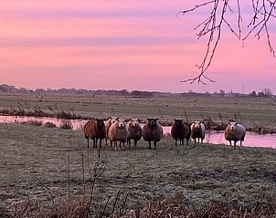 Schapen in de ochtendzon bij Huisje in Stolwijk, vakantieaccommodatie in Alblasserwaard, Zuid-Holland.