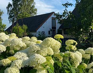 Bloeiende hortensia's bij Vakantiehuis in Stolwijk, een idyllische vakantiewoning in Alblasserwaard, Zuid-Holland.