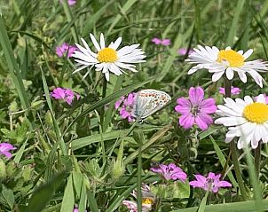 Atemberaubender Sonnenuntergang am Strand des Ferienhauses ZH447, Ouddorp, Goeree-Overflakkee, Sdholland.