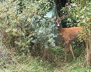 Guest house 6601150 - Holiday property Goeree-Overflakkee - Vakantiehuis in Ouddorp