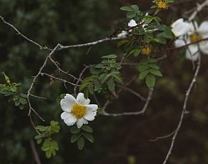 Guest house 6601160 - Holiday property Goeree-Overflakkee - Vakantiehuis in Ouddorp