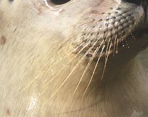 Verblijf 6601205 - Vakantiewoning Goeree-Overflakkee - Vakantiehuisje in Ouddorp aan zee