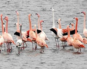 Flamingo's in de buurt van VZ757 Luxe vakantiehuis in Ouddorp, gelegen in Goeree-Overflakkee, Zuid-Holland.