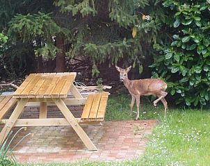 Guest house 660142 - Holiday property Goeree-Overflakkee - Vakantiehuis in Ouddorp