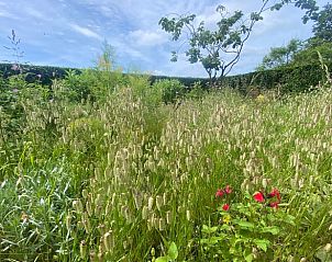 ppiger Garten mit Wildblumen im Ferienhaus in Goedereede, Goeree-Overflakkee.