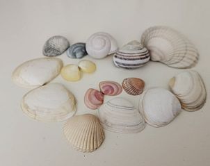 Decoratieve schelpen in Huisje in Goedereede, vakantiehuis in Goeree-Overflakkee.