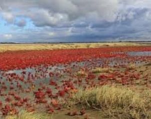 Unterkunft 661021 - Appartement Goeree-Overflakkee - Appartement Gemütliches Mobilheim mit 3 Schlafzimmern