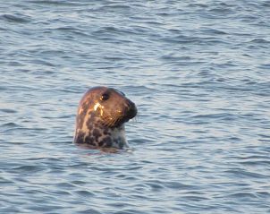 Unterkunft 661021 - Appartement Goeree-Overflakkee - Appartement Gemütliches Mobilheim mit 3 Schlafzimmern