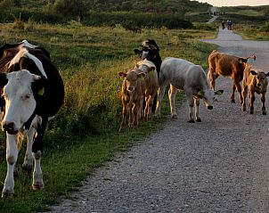 Unterkunft 661021 - Appartement Goeree-Overflakkee - Appartement Gemütliches Mobilheim mit 3 Schlafzimmern