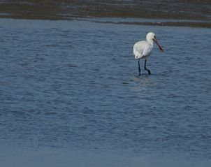 Unterkunft 661021 - Appartement Goeree-Overflakkee - Appartement Gemütliches Mobilheim mit 3 Schlafzimmern