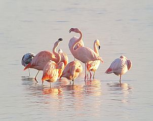 Guest house 661210 - Bungalow Goeree-Overflakkee - Vakantiepark Zeedijk 2