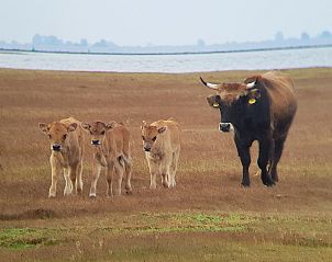 Guest house 661210 - Bungalow Goeree-Overflakkee - Vakantiepark Zeedijk 2