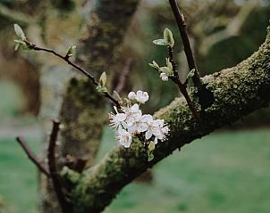 Guest house 661404 - Holiday property Goeree-Overflakkee - Huisje in Stellendam