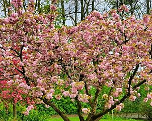 Guest house 661404 - Holiday property Goeree-Overflakkee - Huisje in Stellendam