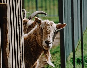 Guest house 661404 - Holiday property Goeree-Overflakkee - Huisje in Stellendam