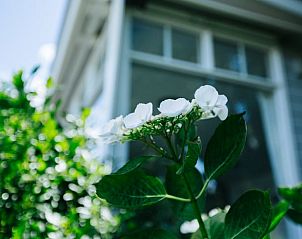 Detail van bloemen in de tuin van Vakantiehuisje in Reeuwijk, Zuid-Holland, met zicht op de woning.
