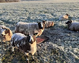 Guest house 671503 - Holiday property Groene hart - Vakantiehuis in Woerdense Verlaat