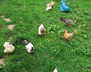 Guest house 671503 - Holiday property Groene hart - Vakantiehuis in Woerdense Verlaat