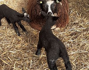 Guest house 671503 - Holiday property Groene hart - Vakantiehuis in Woerdense Verlaat