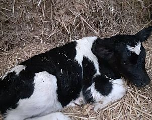 Guest house 671504 - Holiday property Groene hart - Vakantiehuisje in Woerdense Verlaat