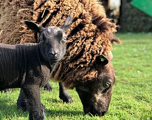 Guest house 671505 - Holiday property Groene hart - Vakantiehuisje in Woerdense Verlaat