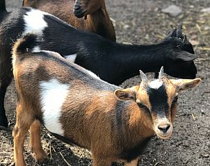 Guest house 671505 - Holiday property Groene hart - Vakantiehuisje in Woerdense Verlaat